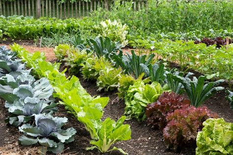 Whether you grow veggies in pots, raised beds, or an in-ground garden, these vegetable garden layout ideas will help you get the most out of any garden space. Plantarea Legumelor, Tattoo Plant, Lettuce Seeds, Garden Layout Vegetable, Starting A Vegetable Garden, Growing Veggies, Pepper Plants, Soil Health, Soil Improvement