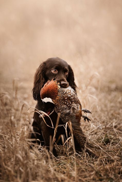 Waterfowl Hunting Photography, Old Money Hunting Aesthetic, Fox Hunting Aesthetic, Duck Hunting Photography, Boykin Spaniel Puppies, Hunting Dog Breeds, Tiger Hunting, Hunting Aesthetic, Country Dogs