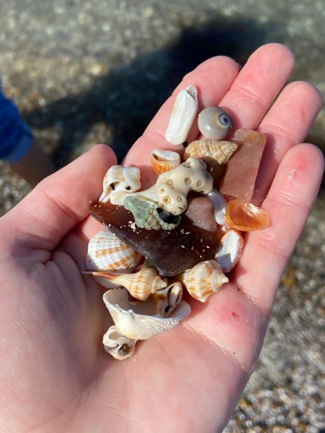 Nature, Treasure Hunting Aesthetic, Treasure Hunt Aesthetic, Hunt Aesthetic, Seashell Hunting, Shell Aesthetic, Shell Hunting, Collecting Seashells, Evening Wishes