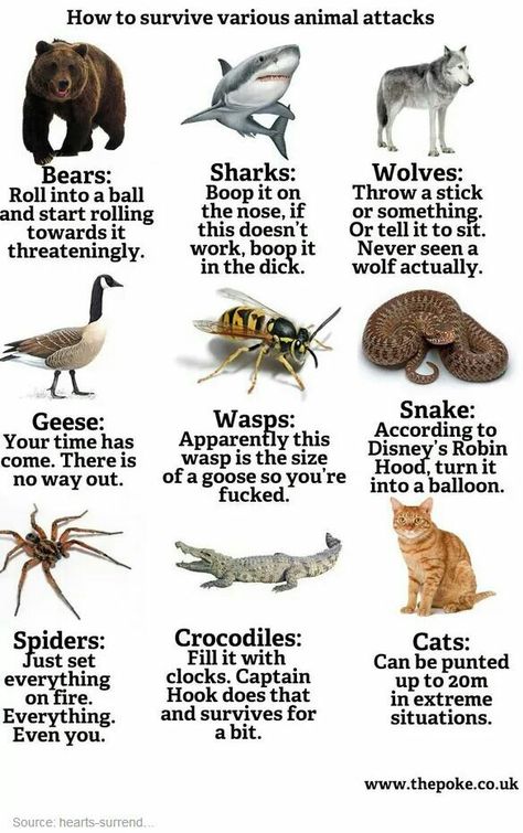 How to defend yourself against these! Lol Wasp, Wild Animals Attack, Deadly Animals, Animal Attack, Survival Techniques, Survival Guide, Animal Memes, Meme Pictures, Animals Wild