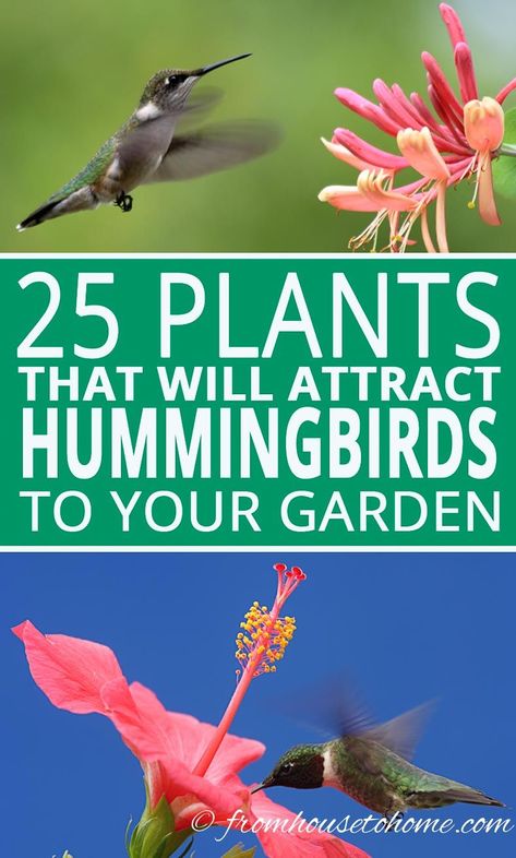 Attracting hummingbirds to your garden is not as difficult as it might seem. Find out which feeder, flowers and plants you should use to get these pretty birds to frequent your yard. #fromhousetohome  #attractinghummingbirds #gardeningforbeginners Flowers That Attract Hummingbirds, Hummingbird Plants, Hummingbird Flowers, Garden Vines, Hummingbird Garden, Annual Flowers, How To Attract Hummingbirds, Shade Plants, Butterfly Garden