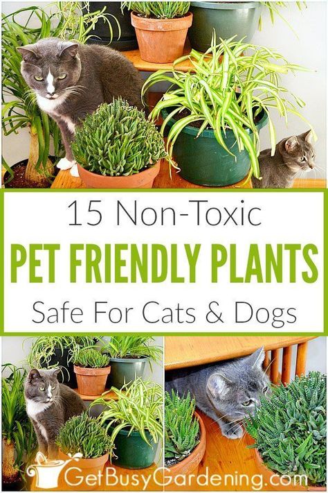 When you have cats or dogs, you want to be sure that you’re growing pet friendly houseplants. The thought of having toxic or poisonous plants in the house without even realizing it is very scary. Avoid the risk, and grow these pet safe houseplants instead. From spider plants, to African violets, Boston ferns, bamboo, bromeliads and haworthia, you’ll be happy to learn that there are lots of common indoor plants that are non-toxic, and safe for your pets. #houseplant #indoorplants #gardening Indoor Plants Pet Friendly, Plants In The House, Pet Friendly House Plants, Safe House Plants, Cat Friendly Plants, Cat Safe Plants, Plants Pet Friendly, Boston Ferns, Pet Friendly House