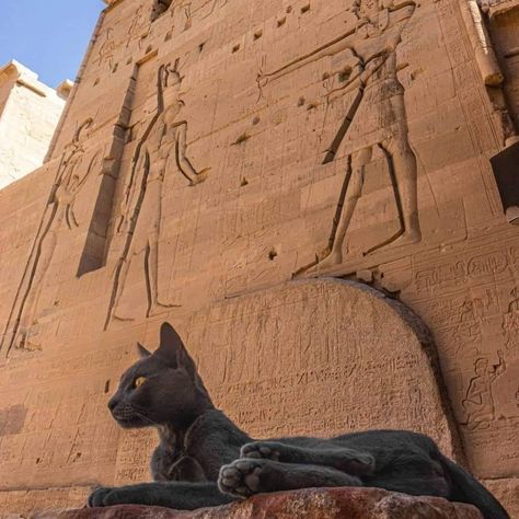 The Classy Issue Bastille, Egyptian Art, Egyptian Aesthetic, Egypt Aesthetic, Starověký Egypt, Egiptul Antic, Egyptian Temple, Egypt Art, Kane Chronicles