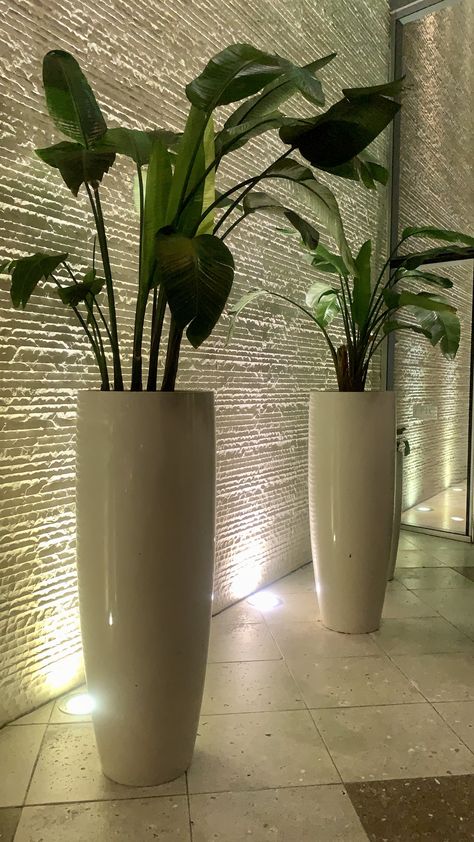 These are approx 5ft tall Front Door Vase, Tall Vase Plant Ideas, Entryway Plants Indoor, Amazing Yards, Tall Planters Front Door, Interior Planters, Big Floor Vases, Tropical Plants Indoor, Big Potted Plants