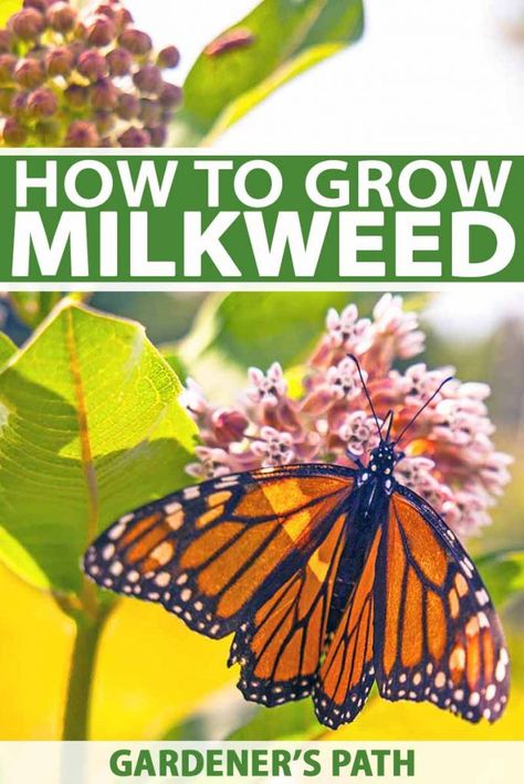 Milkweed Garden, Raising Monarch Butterflies, Pollinator Garden Design, Monarch Butterfly Garden, Butterfly Garden Plants, Milkweed Seeds, Milkweed Plant, Butterfly Habitat, Butterfly Garden Design