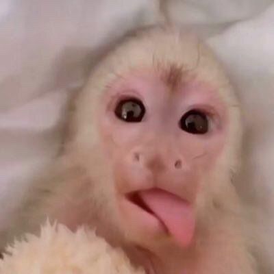 Cute Spider Monkey, February Dump, Funny Monkey Pictures, Cute Monkey Pictures, Monkey Icon, Tattoos Anime, Dessert Sushi, Dress Hoodie
