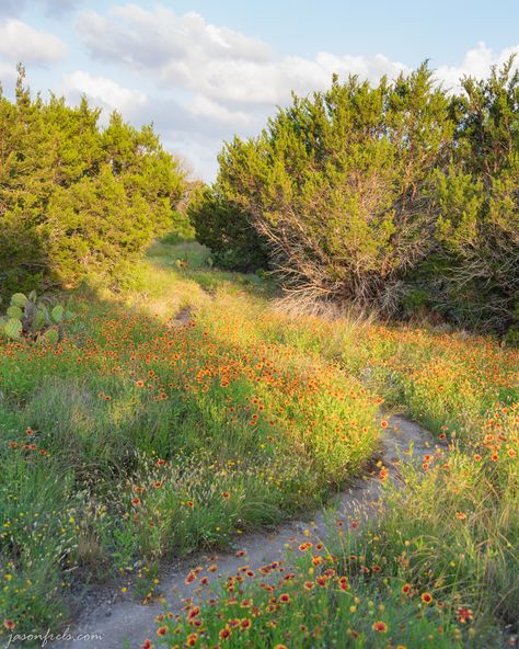 Wildflowers along the hiking trail at Balcones Canyonlands National Wildlife Refuge in the central Texas hill country near Austin. Nature, Texas Nature Photography, Texas Hill Country Photography, Texas Landscape Photography, Texas Hill Country Aesthetic, Hill Country Aesthetic, Texas Country Aesthetic, Boris Core, Austin Texas Aesthetic