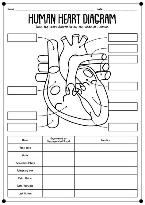 Human Anatomy And Physiology Notes, Anatomy And Physiology Worksheets, Life Science Classroom, Nursing School Studying Cheat Sheets, Human Body Worksheets, Human Body Science, Human Body Activities, Biology Worksheet, Basic Anatomy And Physiology