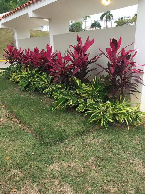 31 Fabulous Landscaping with Cordyline Ideas | Balcony Garden Web Key West Landscape Ideas, Tropical Bushes Plants, Tropical Privacy Hedge, Clusia Hedge Landscaping Ideas, Tropical Garden Design Landscaping Front Yards, Cana Lilly Landscape, California Tropical Landscape, Outdoor Tropical Decor, Crotons Plants Landscaping