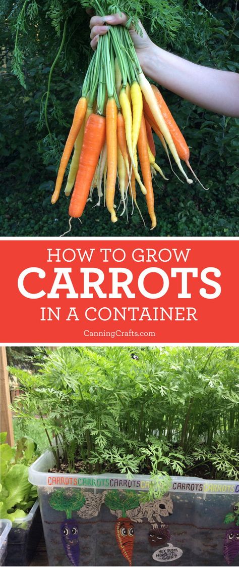 Learn how to plant carrots in containers with a homemade potting soil recipe to increase the quality of your harvest | Carrots will grow long & straight when grown in the right soil | Read more on CanningCrafts.com | #gardening #garden #gardener #gardeningtips #growyourownfood #carrots #organicgardening #organicgarden #vegetablegarden #vegetablegardening #CanningCrafts Plant Carrots, Soil Recipe, How To Plant Carrots, Gemüseanbau In Kübeln, Growing Carrots, Meteor Garden 2018, Garden Veggies, Diy Gardening, Veg Garden