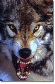 Angry wolf Wolf Growling, Tato Geometris, Snarling Wolf, Angry Wolf, Wolf Eyes, Wild Wolf, Wolf Love, Wolf Pictures, Wolf Spirit