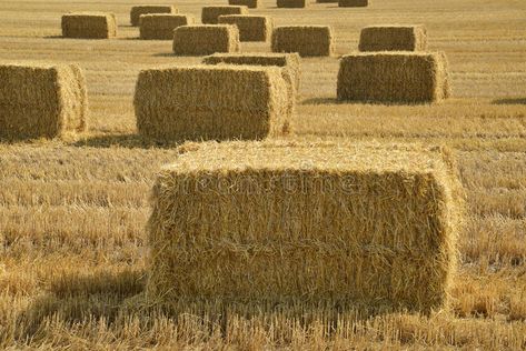 Bales of straw. After harvest in a field in Denmark , #Affiliate, #straw, #Bales, #harvest, #Denmark, #field #ad Green Nail, Green Nail Art Ideas, Green Mani, Green Nail Art, Straw Bales, Green Nail Designs, Minimalist Nail Art, Professional Business Cards Templates, Green Tips