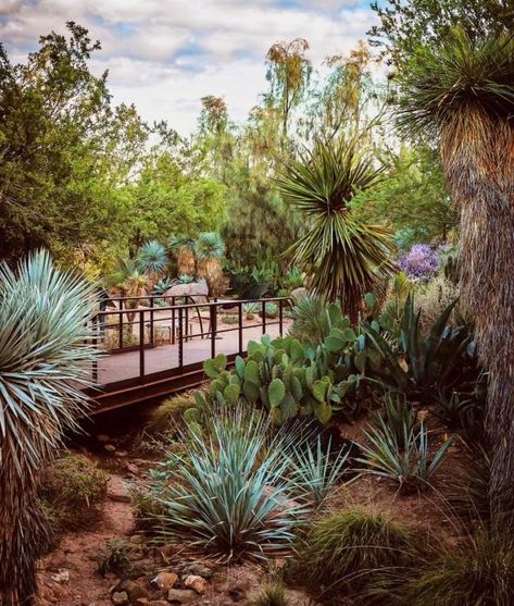 Over 4,000 species can be seen at Desert Botanical Garden, 379 of which are rare and/or endangered. Montreal Botanical Garden, Arizona Style, Desert Botanical Garden, Empire Romain, Desert Life, Water Parks, Desert Garden, Beautiful Sights, Family Memories