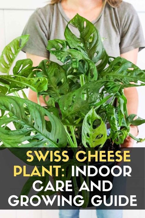 Plants With Holes In Leaves, Plant With Holes In Leaves, Swiss Plant Care, Hanging Swiss Cheese Plant, Swiss Cheese Plant Propagation, Swiss Cheese Plant Climbing, Swiss Cheese Plant Care, Cheese Plant Care, Swiss Plant