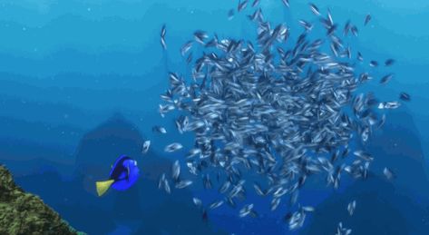 Memes, Disney, Walt Disney, Finding Nemo, Finding Nemo 2003, School Tips, Disney Pixar, Pixar, Gif