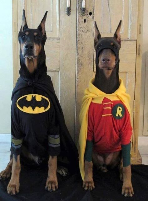 Batman And Robin Costumes, Doberman Dogs, Batman And Robin, Halloween Animals, Dog Costumes, Memes Humor, Doberman Pinscher, Pet Costumes, Dog Halloween