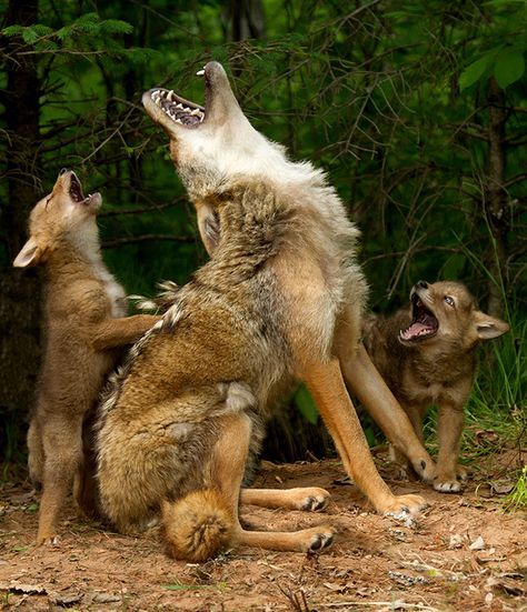 Howling lesson, Hinckley, Minnesota, USA, wildlife preserve. by Debbie Nosara, Cele Mai Drăguțe Animale, Psy I Szczenięta, Beautiful Wolves, Wild Dogs, Animal Planet, Animal Photo, 귀여운 동물, Animals Friends