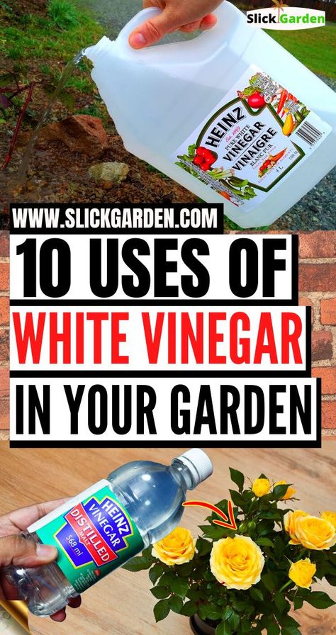 Pesticides For Plants, Uses For White Vinegar, Uses For Vinegar, White Vinegar Cleaning, Garden Plants Vegetable, Garden Remedies, Vinegar Uses, Garden Fertilizer, Vegetable Garden Diy