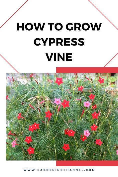 cypress vine blooming with text overlay how to grow cypress vine Hummingbird Vine, Cypress Vine, Vining Plants, Outside Plants, Yard And Garden, Attract Pollinators, Gardening 101, Colored Flowers, Grow Your Own Food