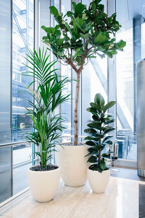 In the ever-changing world of workplace design, the term biophilia has, in recent years, become synonymous with the wellbeing of employees and customers alike. But why exactly are plants so good for you (and your office)? Though it’s easy to assume that they merely add a splash of green, in reality they do so much more. Click the link below for five of the key benefits that healthy plants can bring to your workspace. Office Wall Plants, Green Conference Room Design, Green Office Space Design, Indoor Office Plants Workspaces, Office Plants No Sunlight, Corporate Office Decor Professional, Office Plant Wall, Indoor Plants For Office, Office Plants Ideas Interior Design