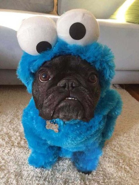 Cookie Monster Costume, Monster Costume, Francia Bulldog, Animale Rare, A Pug, Funny Cats And Dogs, 웃긴 사진, Dog Costume, Dog Costumes