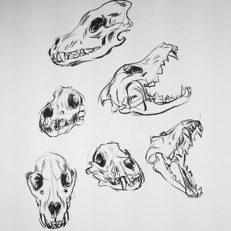Been home sick the past few days, so drawing wolf skulls to keep me sane Animal Skull Drawing, Canine Skull, Drawing Wolf, Dog Skull, Skull Reference, Walpapers Cute, Wolf Skull, Skull Sketch, Skulls Drawing