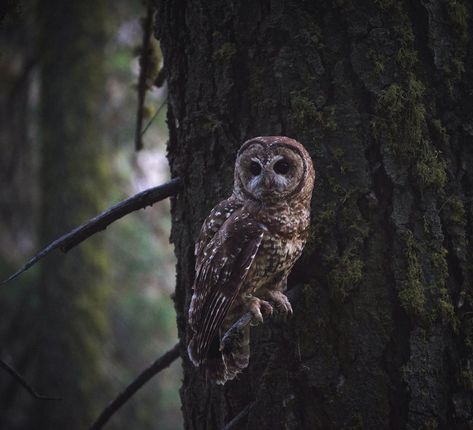 Owls, Nature, Owl Aesthetic, Spotted Owl, Vacation 2023, Cute Owl, Oasis, Nature Inspiration, Mood Board