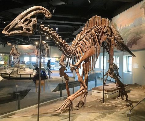 Parasaurolophus - Wikipedia History Of Earth, Dinosaur Images, Dinosaur Skeleton, Ark Survival Evolved, Ancient Animals, Paleo Art, Dinosaur Bones, Extinct Animals, Dinosaur Fossils