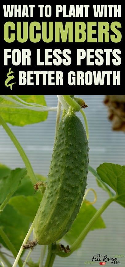 Cucumber Companion Plants, Vegetable Gardening Ideas, Cucumber Gardening, Companion Gardening, Garden Companion Planting, Vegetable Garden Planner, Cucumber Plant, Growing Cucumbers, Companion Plants