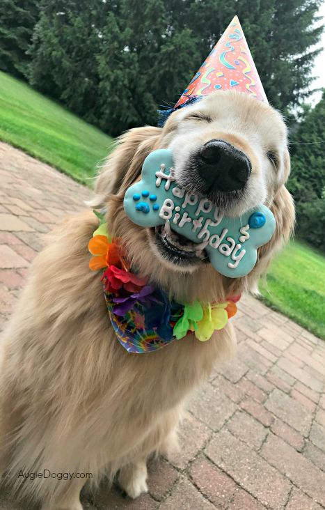 Golden retriever Ti is 12! Click to read about his birthday party and enter to win a dog toy! #goldenretriever #dog #birthday Happy Birthday With Golden Retriever, Cute Dog Birthday Pictures, Golden Retriever Picture Ideas, Golden Retriever 1st Birthday, Golden Retriever First Birthday, Dog Birthday Picture Ideas, Dogs Birthday Ideas, Golden Retriever Birthday Party, Happy Birthday Golden Retriever