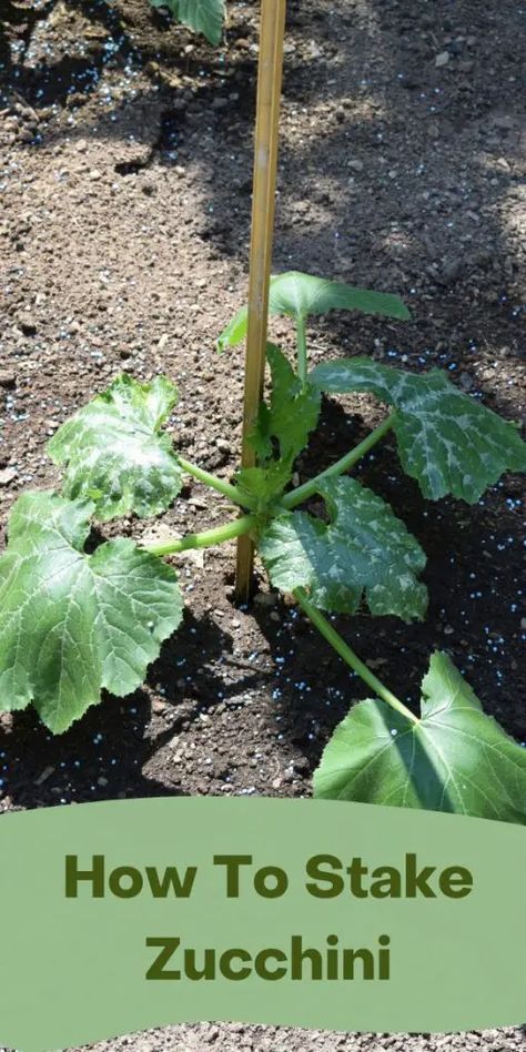 Growing Courgettes Vertically, How To Plant Zucchini Seeds, Zucchini Growing Vertical, Vertical Zucchini Trellis, Vertical Squash Gardening, Growing Zucchini Vertically Trellis, Zucchini Garden Vertical Trellis Ideas, Zucchini Vertical Growing, Best Way To Grow Zucchini