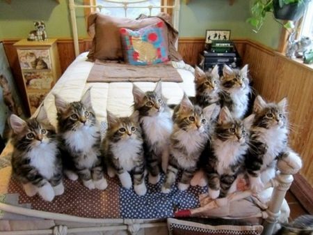 cute family - animals, cats, cute, family Random Pics