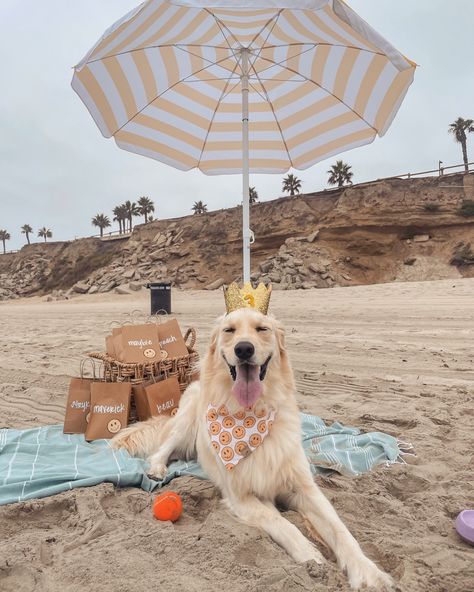 How to host a dog friendly birthday party! Packing list, goody bags, and more! Canela, Dog Beach Birthday Party, Dog Beach Party, Dog First Birthday Party, Dog First Birthday, Birthday Party At Park, Mini First Aid Kit, Excited Dog, Park Birthday