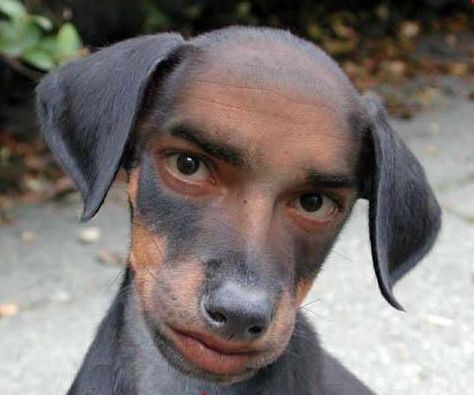 Dog Looks Like a Man | funny dog man 1 3 Funny Dog Pictures, Anjing Doberman, World Ugliest Dog, Ras Anjing, Ugly Dogs, Man And Dog, Free Dogs, Weird Pictures, Crazy Dog