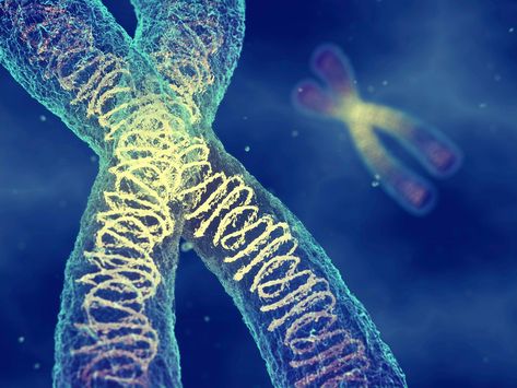 Analysis of the genome and proteome shows that eukaryotic evolution gave rise to the regulatory function of chromatin. Two meters of DNA must fit into a nucleus that is just 8 millionths of a meter wide in practically every human cell. DNA must wrap around structural proteins called histones in ord Ionizing Radiation, Convergent Evolution, University Of Vienna, Eukaryotic Cell, Human Body Temperature, Chernobyl Disaster, Radiation Exposure, Reactive Oxygen Species, Electromagnetic Spectrum