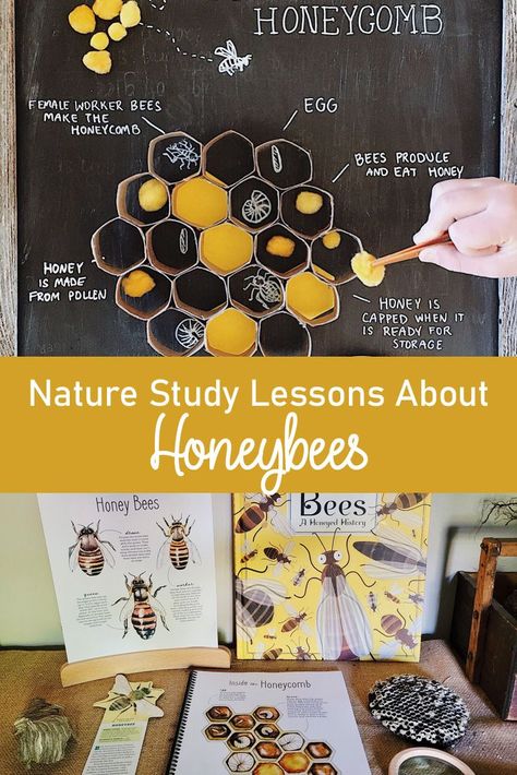 #honeybee #naturestudy #homeschool #scienceactivities Toddler Learning Activities, Bees For Kids, Study Lesson, Bee Activities, Forest School Activities, Nature School, Preschool Science, Bee Crafts, Homeschool Activities