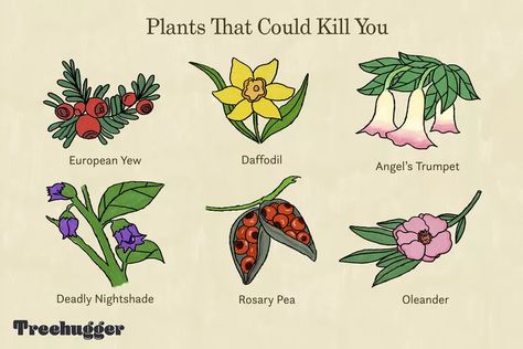 Rosary Pea, Poisonous Flowers, Elain Archeron, Deadly Plants, Purple Flowering Plants, Poison Garden, Bean Plant, Angel Trumpet, Daffodil Bulbs