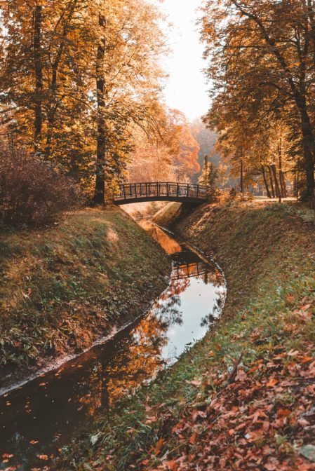 Trees, A Small, Bridge, Forest