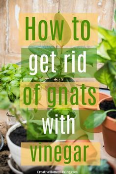 Knat Repellant Indoor, Knat Killer Homemade, Diy Gnat Spray, Gnats Get Rid Of In Kitchen, Homemade Gnat Trap, Gnat Spray, Gnats In House Plants, Fruit Flies In House, Gnat Trap