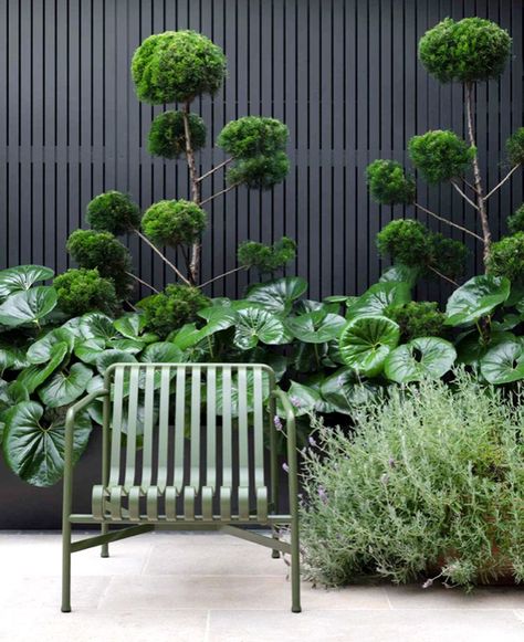 I'm a Garden Editor, and Here's Why Giant Leopard Plant Is My Must-Have Garden Addition Modern Gardens, Modern Garden Plants, Masculine Garden, Dark Green Garden, Sydney Landscape, Balcony Planting, Shaded Garden, Moderne Have, Modern Garden Landscaping