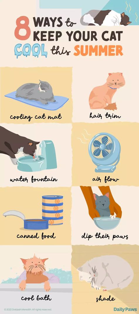 Caring For Cats, Outdoor Cat Shelter Summer, Outdoor Cat Toys, How To Pet A Cat, How To Take Care Of A Cat, Apartment Cat Ideas, Cat Must Haves, Cat Maintenance, Cat Herder