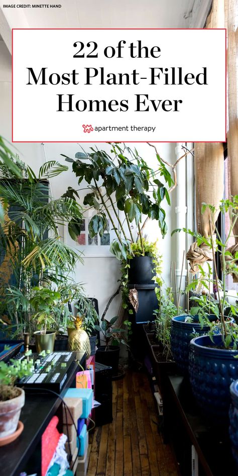 Lots Of Plants Living Room, Homes With Lots Of Plants, Large Houseplant Display, Lots Of House Plants, Arranging House Plants Living Rooms, Rooms With Lots Of Plants, How To Style Plants Living Rooms, Indoor Jungle Aesthetic, Plant Jungle Home