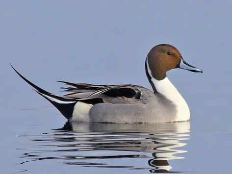 Northern Pintail, Duck Species, Duck Pictures, Duck Photo, Wildlife Pictures, Bird Migration, Duck Art, Duck Decoys, Great Plains
