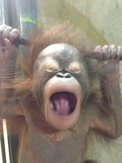 Baby yawning. Funny Monkey Pictures, Cute Monkey Pictures, Ugly Animals, Big Brain, Baby Orangutan, Funny Monkey, Monkey Pictures, Funny Animal Photos