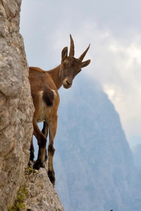 Goat Mountain, Regnul Animal, Haiwan Comel, Photo Animaliere, Cele Mai Drăguțe Animale, Haiwan Lucu, Wild Kingdom, Dangerous Animals, A Goat