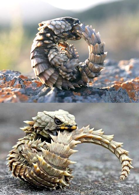 Armadillo Girdled Lizard re-enacting the moment when Friedrich August Kekule discovered the chemical structure of benzene. Iguanas, Reptiles And Amphibians, Armadillo Lizard, Regnul Animal, Cute Reptiles, Can't Sleep, Hilarious Photos, Interesting Animals, Unusual Animals