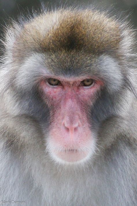 Tumblr, Monkey Reference, Japanese Monkey, Monkey Species, Macaque Monkey, Japanese Macaque, Types Of Monkeys, Snow Monkey, Ape Monkey