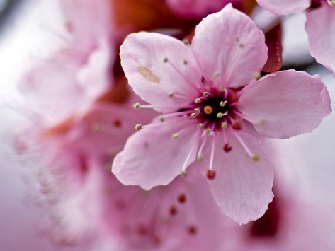 Cherry Blossom closeup | mnlamberson | Flickr Nature, Sakura Flower Photography, Flower Petal Photography, Cherry Blossom Close Up, Goblin House, Petal Photography, 4 Petal Flower, Cherry Blossom Images, Sakura Petals