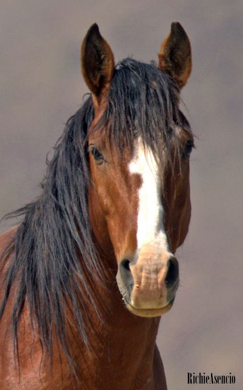 Wild In Nevada | Portrait of a Lead Stallion | Facebook Running Horses Photography, Horse Portrait Photography, Wild Horses Mustangs, Horses Photography, Wild Horses Photography, Gorgeous Horses, Horse Facts, Animal Images, Horse Boarding