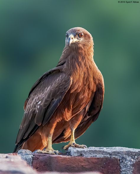 Kite Bird, Nikon D300, A Brick Wall, Sun God, Birds Of Prey, West Africa, Birdy, Brick Wall, Cute Black